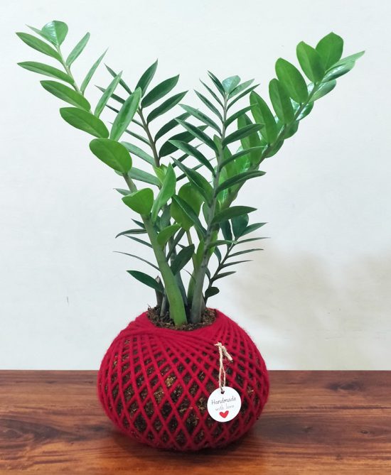 Zamia ZZ Plant Kokedama