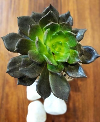 Black Prince, Vishnu Kamal Succulent Kokedama For Gifting