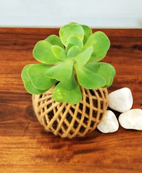 Green Spoon Succulent Kokedama