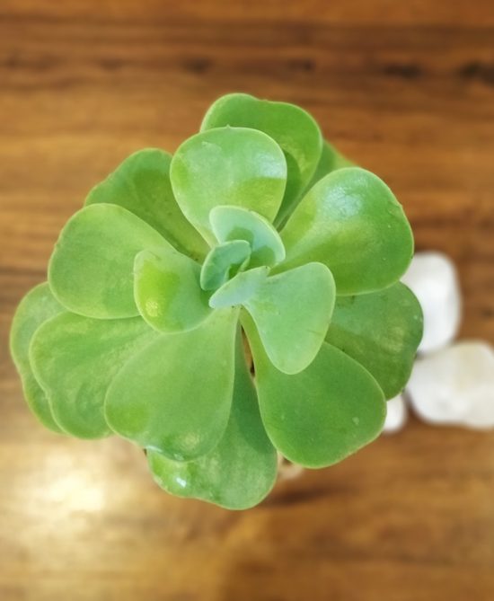 Green Spoon Succulent Kokedama