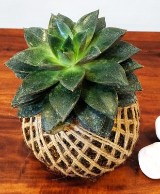 Purpusorum Succulent Kokedama Indoor Home Decor