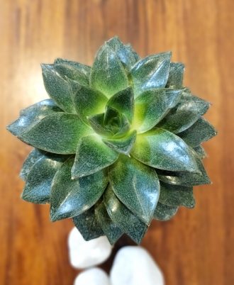 Purpusorum Succulent Kokedama Eco Friendly Gift