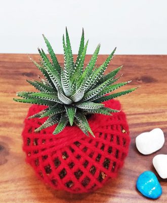 Zebra Haworthia Succulent Kokedama