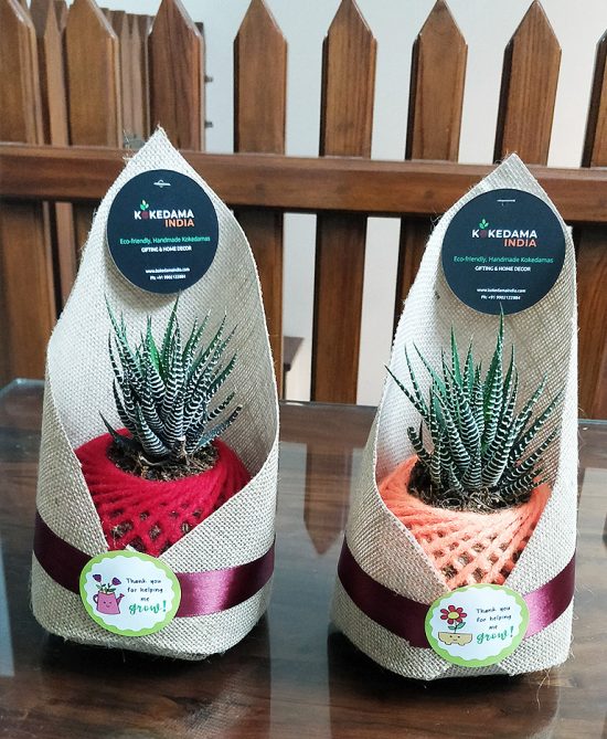 Zebra Haworthia Succulent Kokedama (Set of 2)