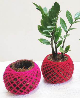 Kokedama Plant in a Pot, Planter