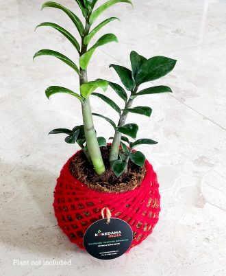 Kokedama Pot With ZZ